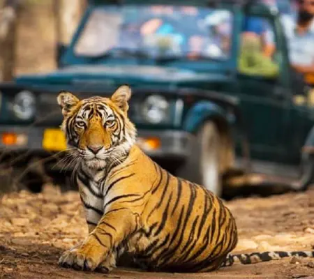 Jungle Safari ss